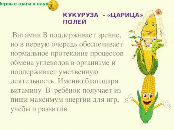 Кукуруза — второй хлеб