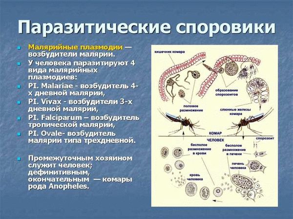 Способы выживания личинок комаров