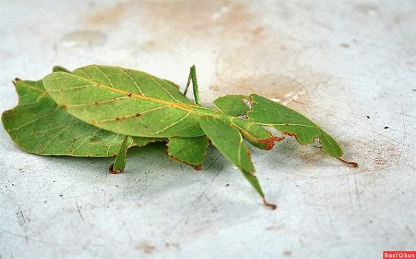 Происхождение Phyllium giganteum