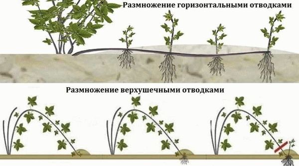 Лучшие способы размножения ежевики сортовой