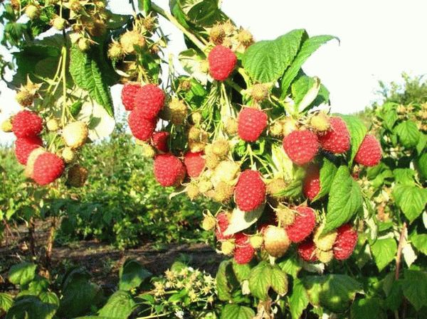 Болезни и вредители малины сорта Таганка - как бороться