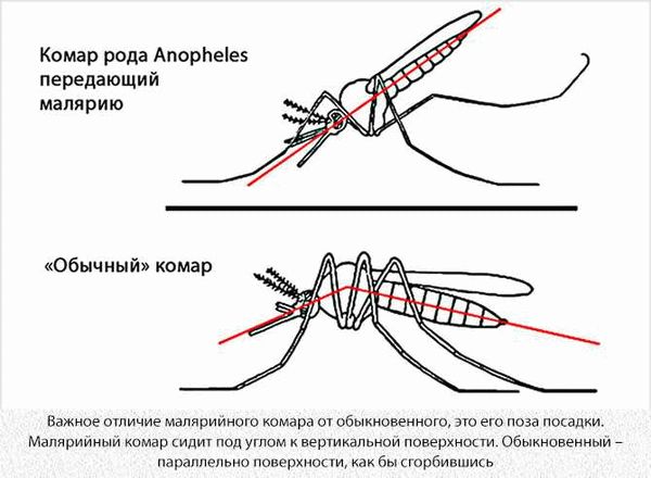 Как определить малярийного комара?