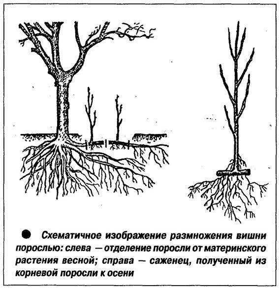 Уход за черенками