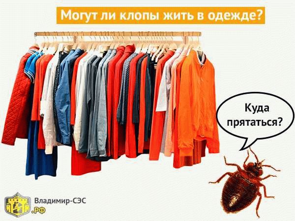 Как клопы могут попасть в одежду?