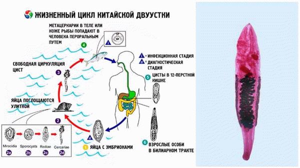 Меры профилактики укусов мошки. Как защититься?