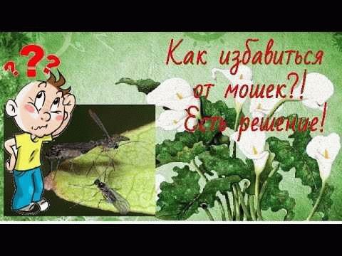 Какие вред они могут принести?