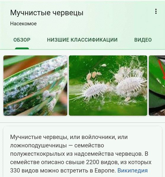 Корневой червец - описание и меры борьбы