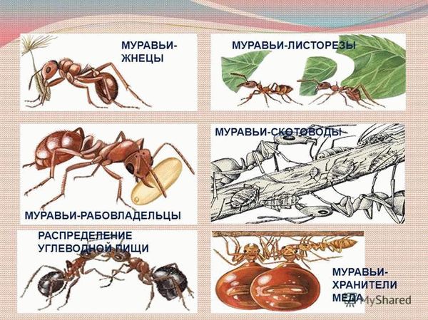 Происхождение вида и его описание