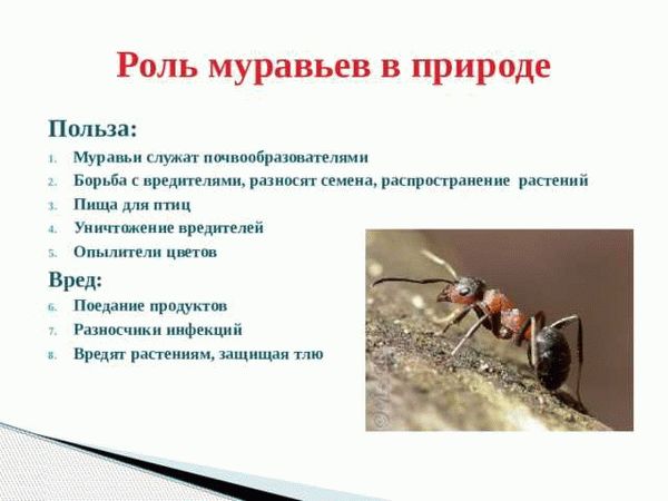 Муравьи: опасный вредитель на томатах и способы борьбы с ними