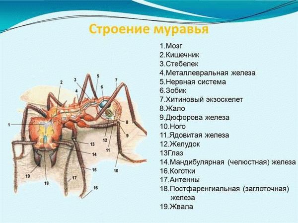 Как выбрать муравьиную ферму?