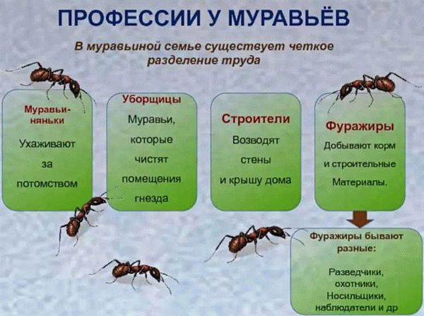 Что такое муравьиная ферма?