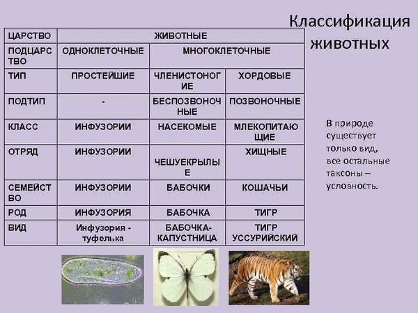 Насекомые-выкачивающие: муха домашняя в деле