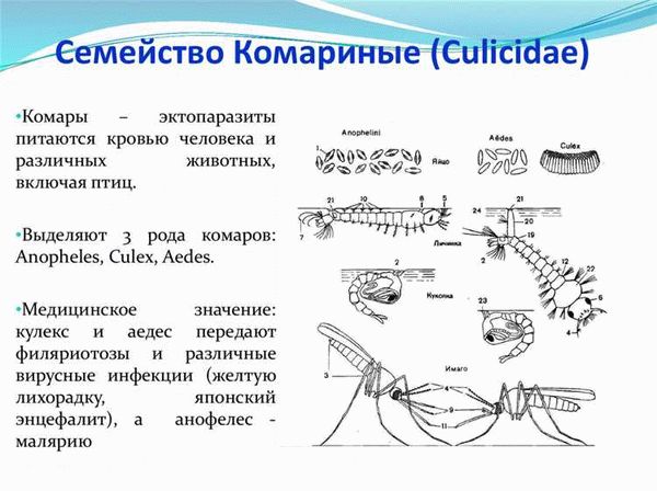 Муха домашняя: особенности морфологии, жизненный цикл и медицинское значение