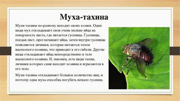 Нужно ли ловить муху для изучения?