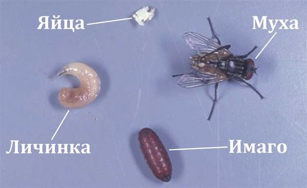 Насекомые под микроскопом