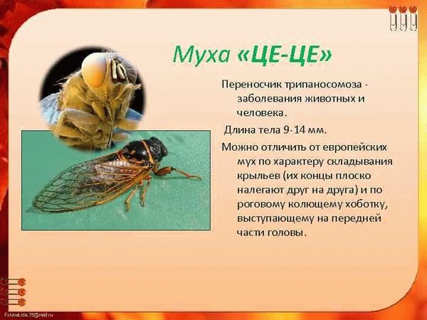 Что делать при укусе мухи цеце?