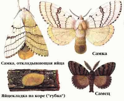 Жизненный цикл и особенности гусеницы