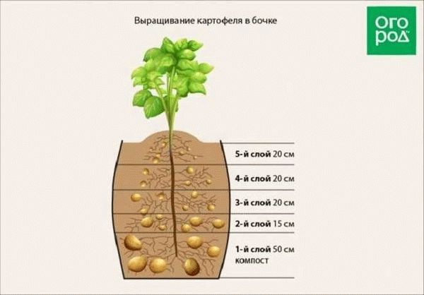 Как определить нужное количество картофеля для посадки?