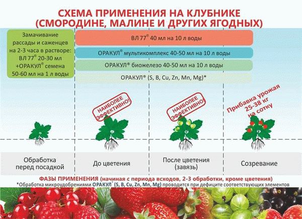 Правила по уходу за клубникой Мурано