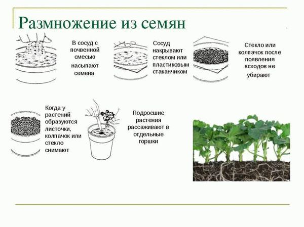 Зачем проводить предпосадочную дезинфекцию почвы