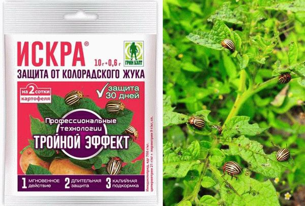 Как защитить картофель от колорадского жука?