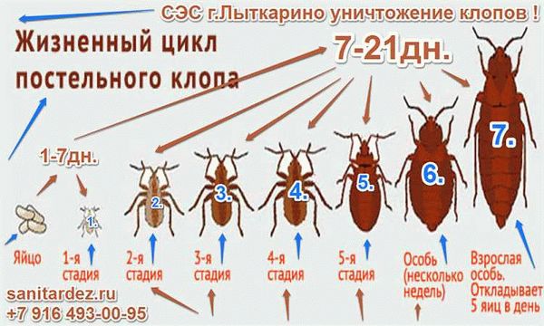 Выбор профессиональной обработки от клопов