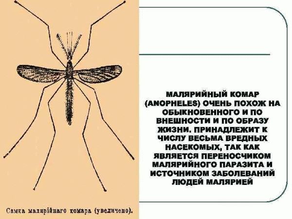 Вред самца комара для человека