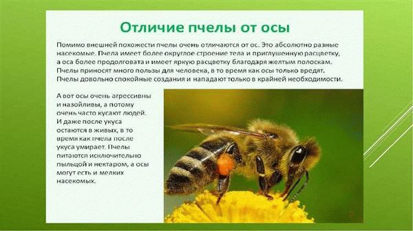 Осы как опылители