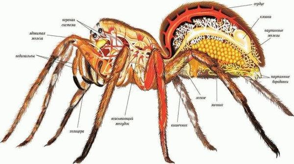 Особенности зрительной системы у пауков