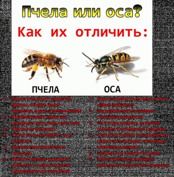 Вред и польза пчел и ос