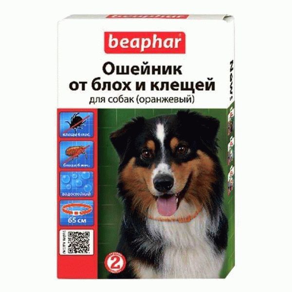 Ошейник для кошек от блох и клещей: выбор лучшего средства для защиты