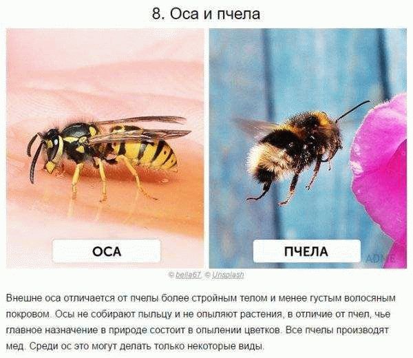 Продолжительность жизни ос