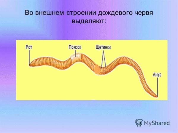 Польза червей для человека