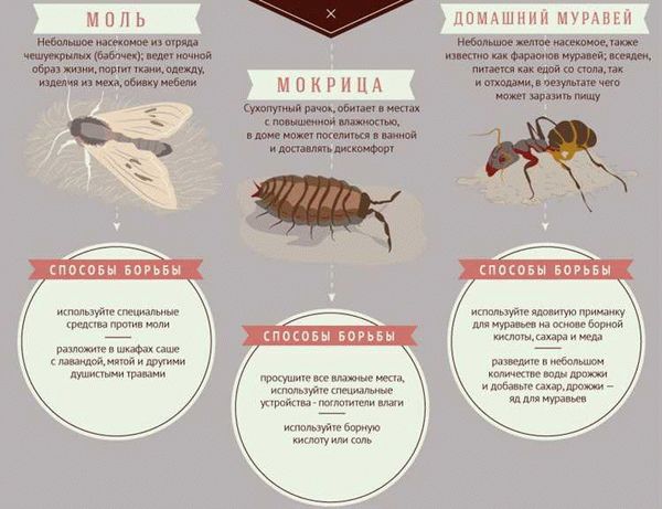 Способы избавления от мокриц в доме