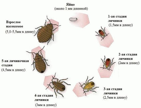 Могут ли тараканы вылазить из раковины