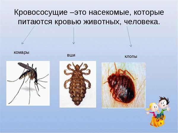 Москиты и комары