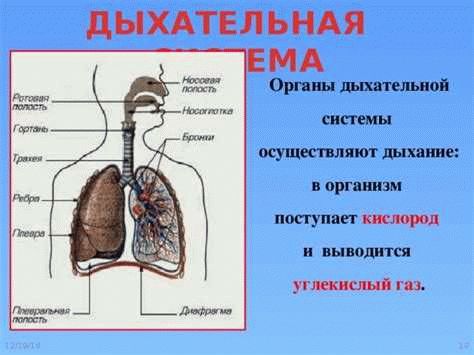 Внешнее строение паукообразных