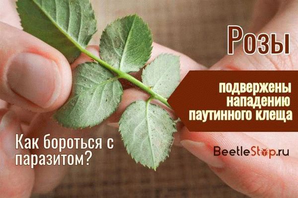 Какой вред наносит паутинный клещ комнатной розе?