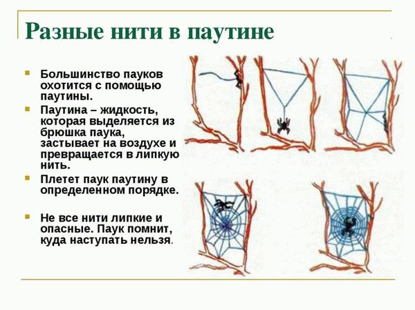 Состав и свойства паутины