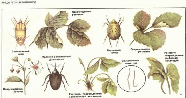  Нетрадиционные меры борьбы с паутинным клещом на клубнике 