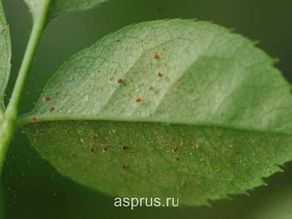 Признаки поражения цветов и других растений