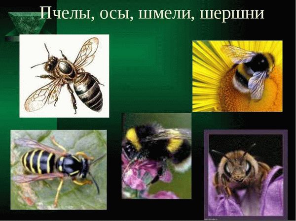 Оса, пчела, шмель, шершень – отличия