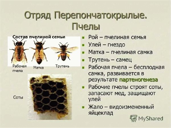 Пчелиная матка - строение, описание, виды, особенности полета и размножения