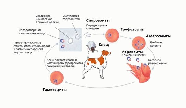 Развитие пироплазмоза у собак