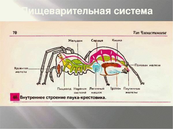 Что мы узнали о пищеварительной и кровеносной системах паукообразных?