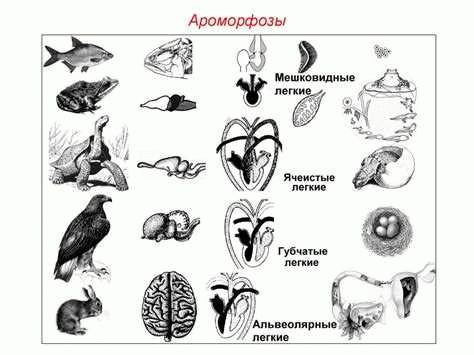 Дегенерации: понятие и разновидности