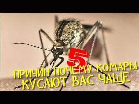 Зачем комары пьют кровь?