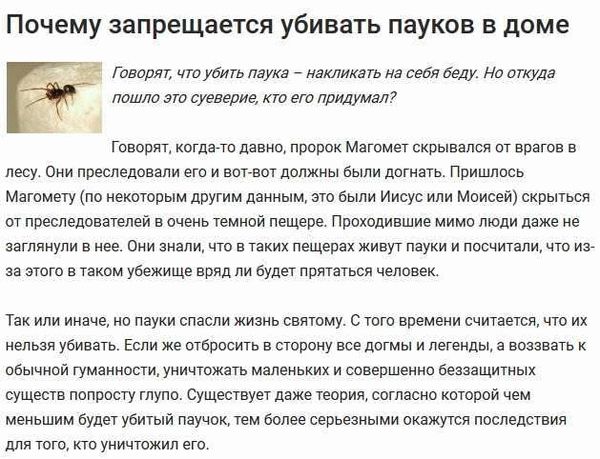 Почему нельзя убивать пауков в доме - примета: в чём польза этого запрета?