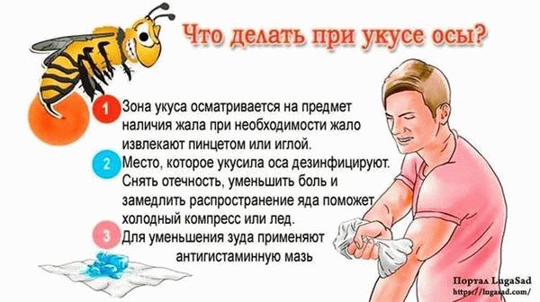 Как устроено жало пчелы