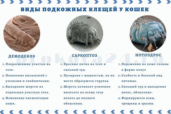 Как проводится лечение подкожного клеща у кошек: основные методы